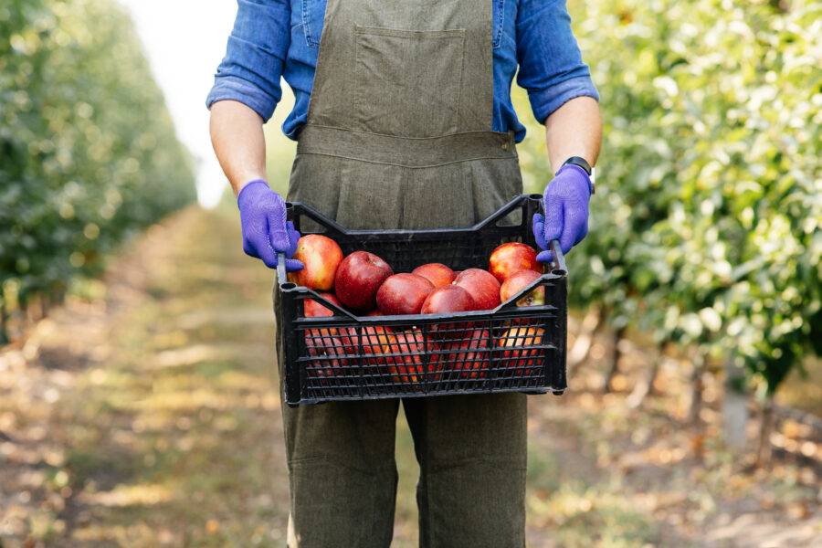 Apple Atcha Understanding EB-5 Visas Image
